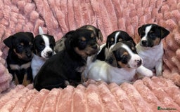 Jack Russell dogs for sale: Quality litter of beautiful Jack Russell puppies  - Image 3