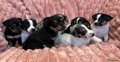 Jack Russell dogs - Advert 3