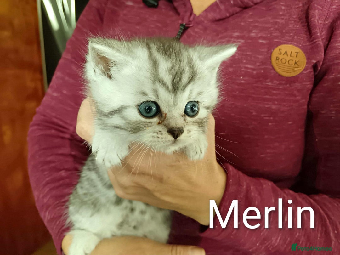 Persian cats for sale: Persian Cross - Ready 12th November  - Image 16