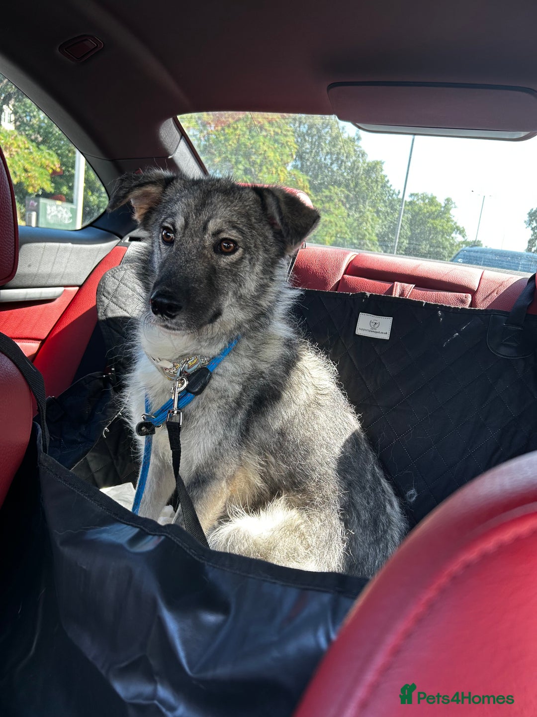 Mixed Breed dogs for sale: Adorable ODY - Image 9