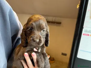 Cocker Spaniel dogs Stunning Choc cocker spaniel girl - Advert 11
