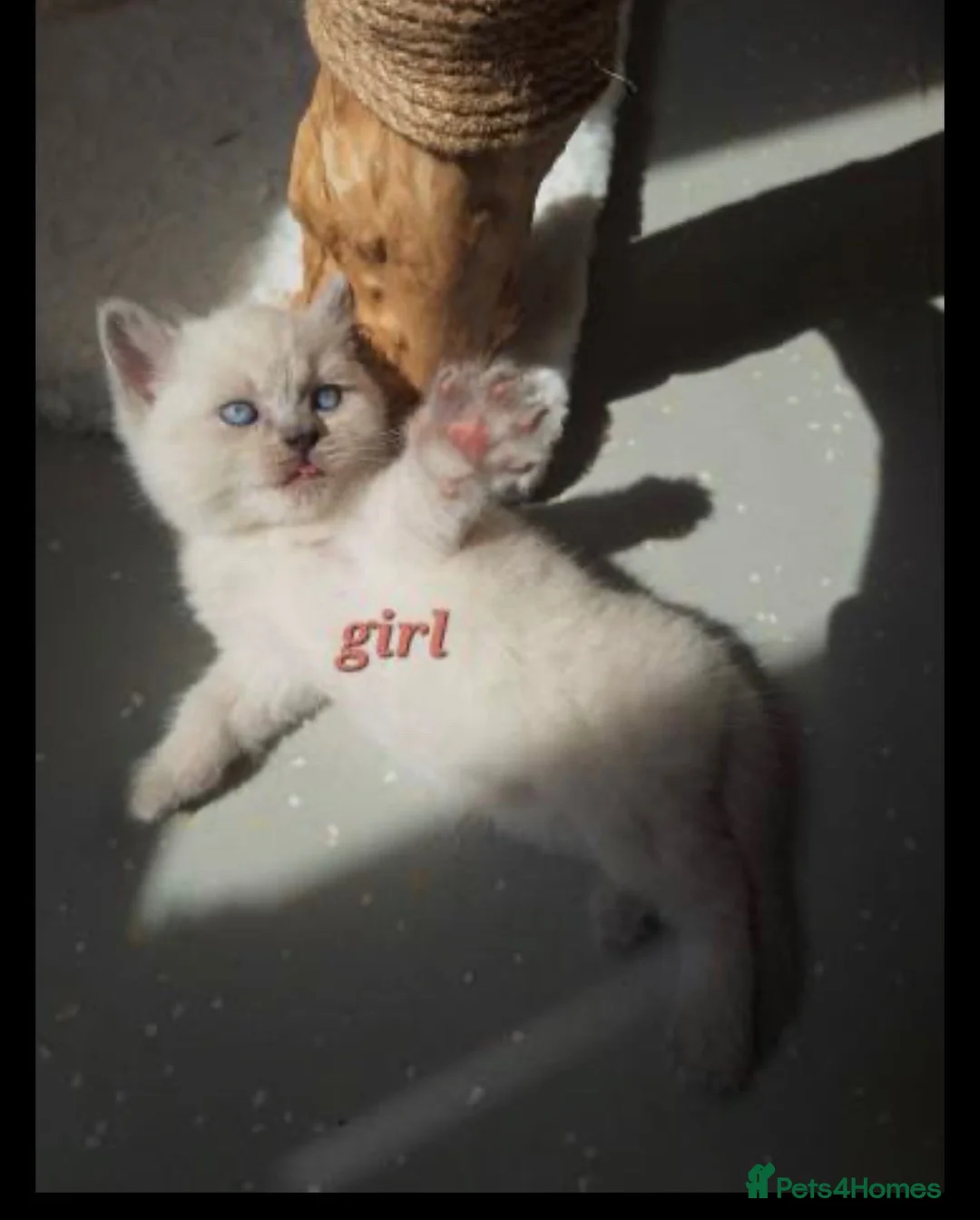British Shorthair cats for sale: Adorable BSH kittens in Stanmore - Advert 2