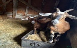 Goats livestock for sale: Pygmy goats  - Image 3