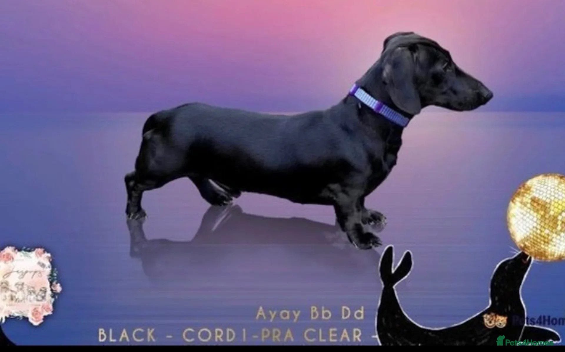 Miniature Dachshund dogs 💙 STUNNING SOLID BLACK MINIATURE STUD BOY💙 in Leicester - Advert 24
