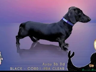 Miniature Dachshund dogs in Leicester - Advert 42