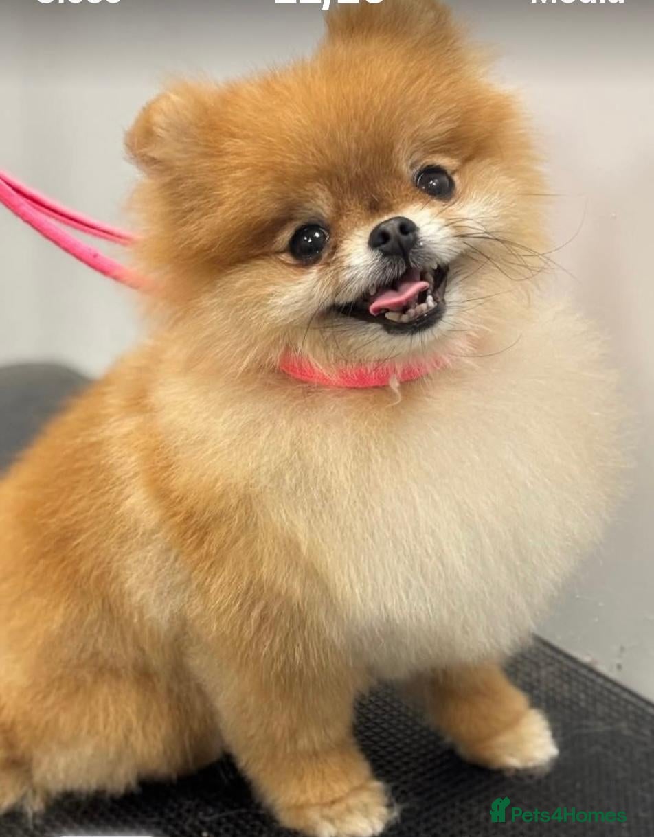 Pomeranian dogs Beautiful Pomeranian Girl Bambi - Advert 4