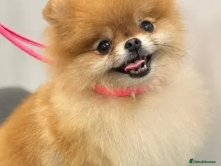 Pomeranian dogs Beautiful Pomeranian Girl Bambi - Advert 8