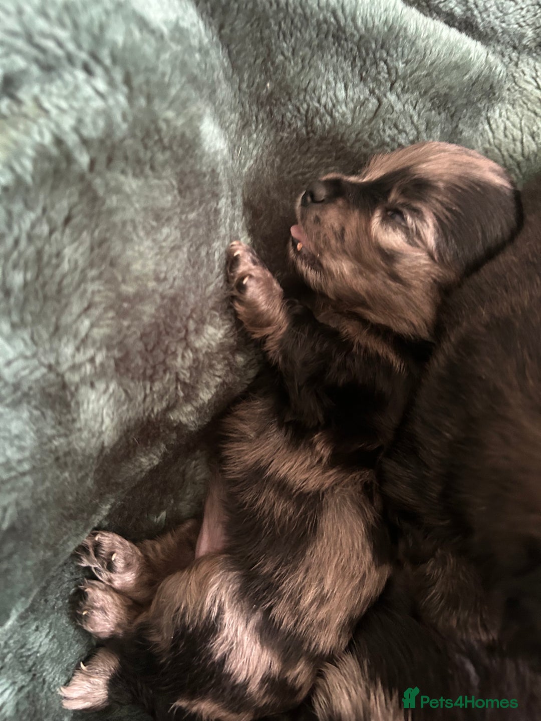 Mixed Breed dogs for sale: American cocker spaniel x Pomeranian  - Image 14