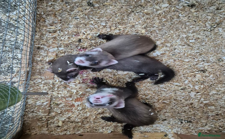 Ferret rodents - Advert 1