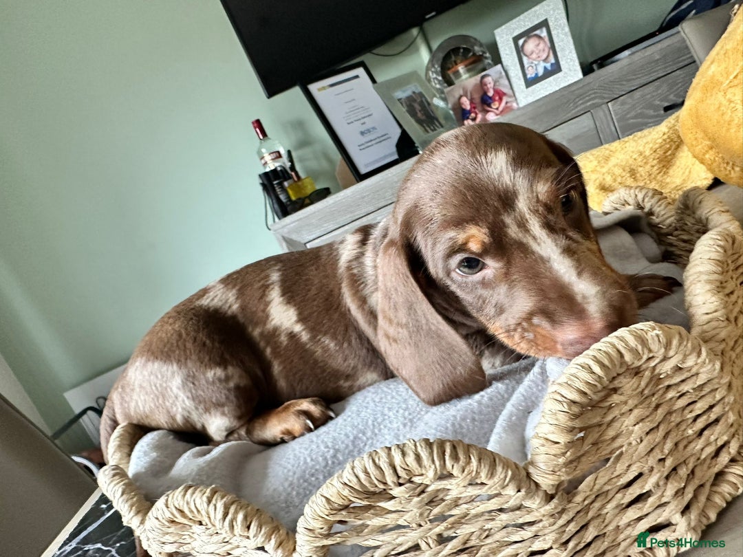 Miniature Dachshund dogs for sale: Miniature Dachshund Puppies  - Image 8