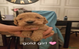 Cockapoo dogs for sale: Cockerpoo pups - Image 2