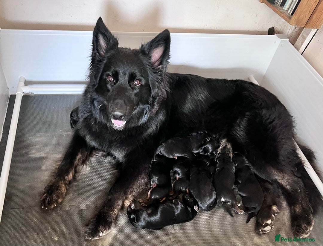 German Shepherd dogs for sale: OLD FASHION GSD PUPPIES DUE 8TH OCTOBER  - Image 2