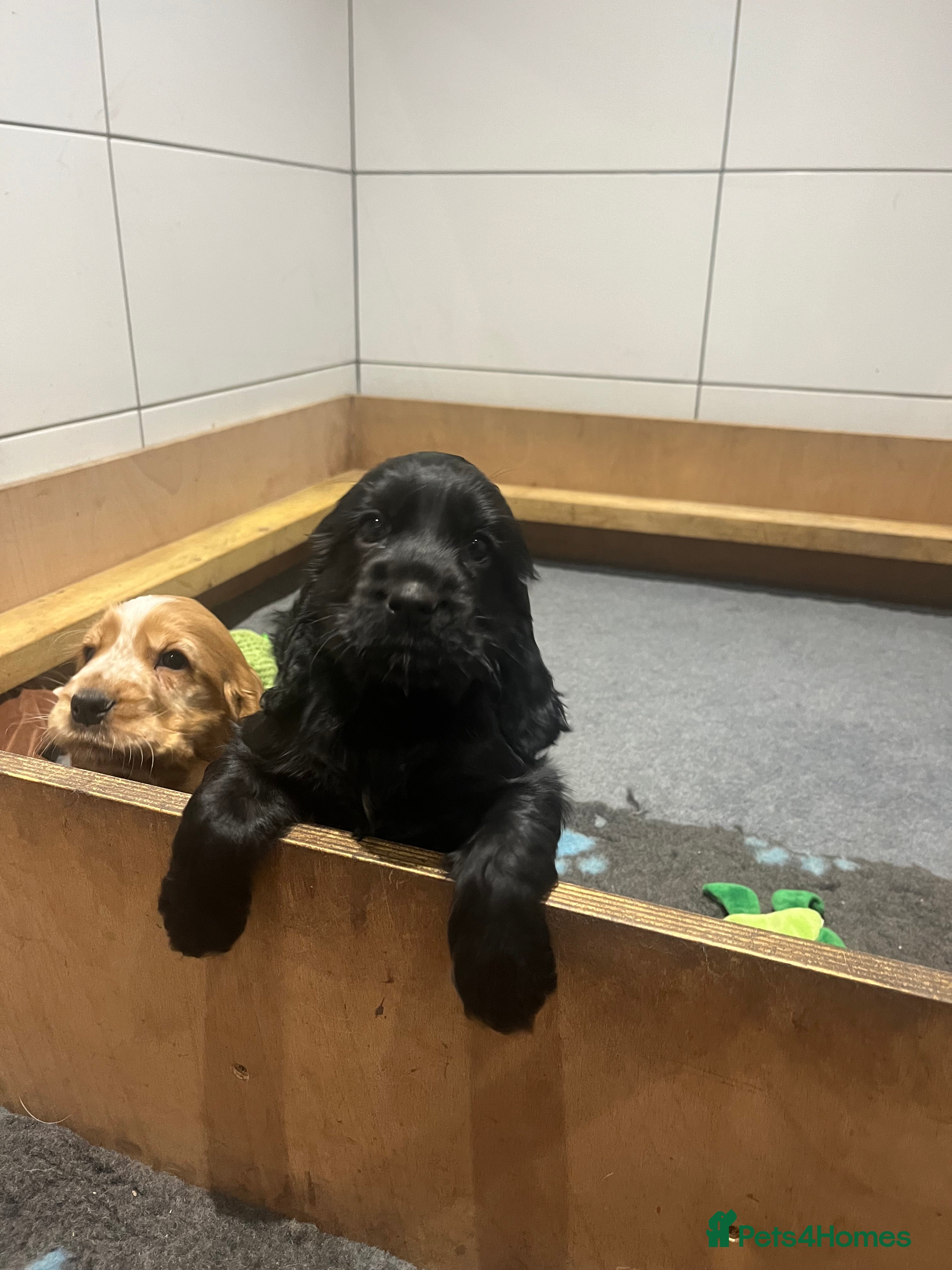 Cocker Spaniel dogs KC Show Cocker Spaniel  - Advert 2