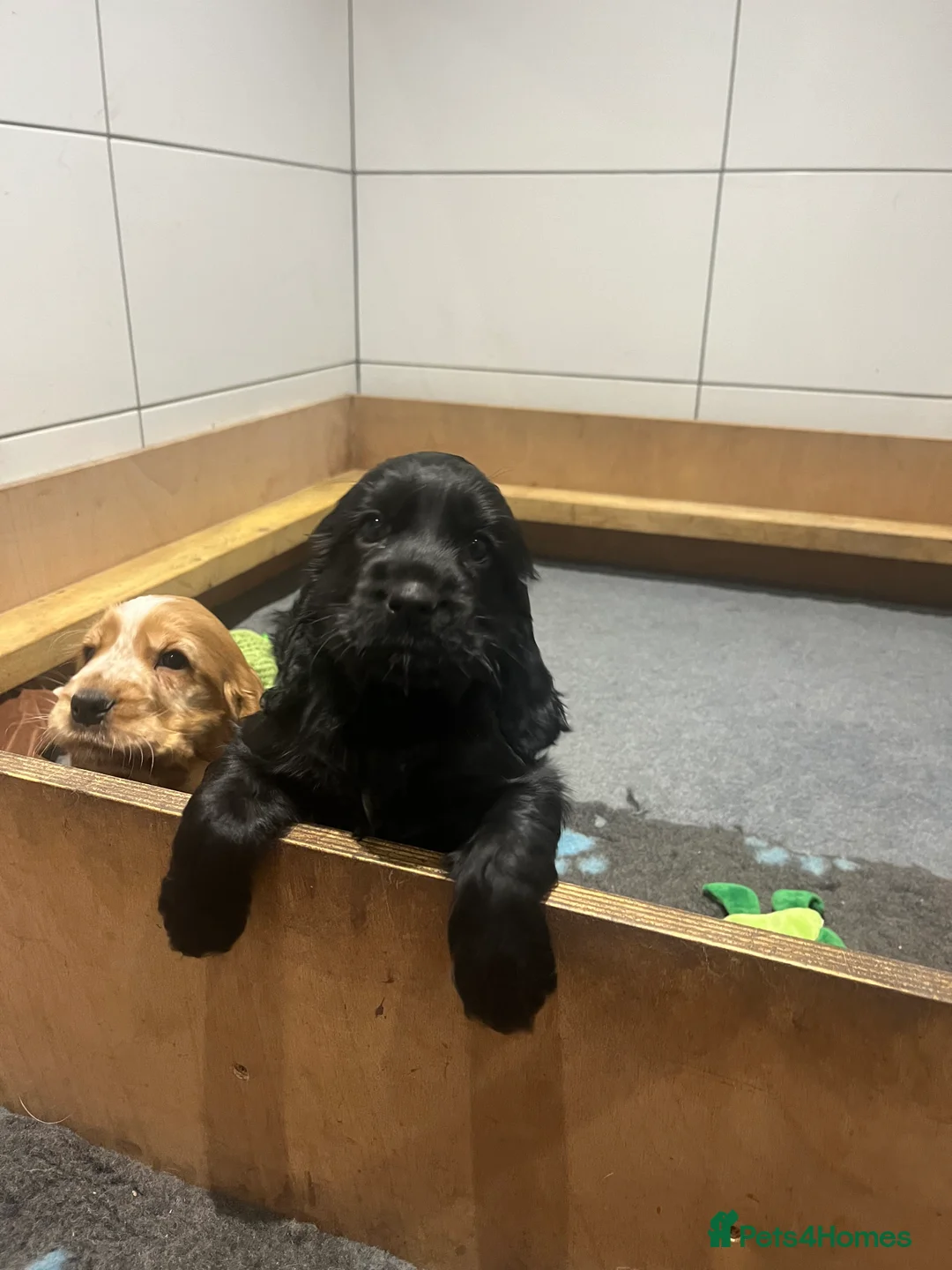 Cocker Spaniel dogs for sale: KC Show Cocker Spaniel  - Advert 1