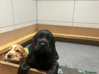 Cocker Spaniel dogs KC Show Cocker Spaniel - Advert 4