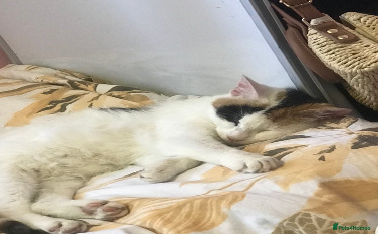 Domestic Shorthair cats - Advert 5