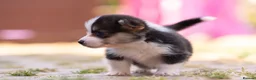 Welsh Corgi Pembroke dogs for sale: Show quality Pembrokeshire corgi READY NOW!!! - Advert 26