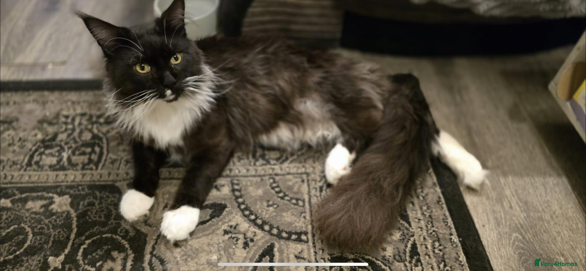 Maine Coon cats Proven stud Maine coon  - Advert 3