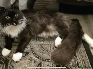 Maine Coon cats Proven stud Maine coon - Advert 3