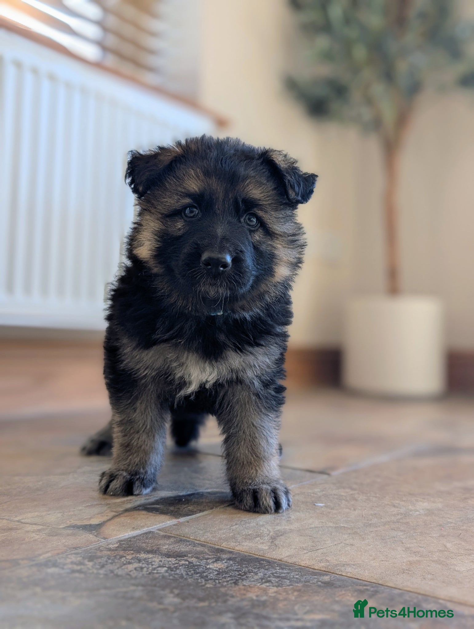 German Shepherd dogs KC Registered German Shepherd Puppies 🐾  - Advert 13