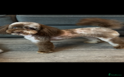 Maltipoo dogs for sale: F1 Toy Maltipoos - Image 40