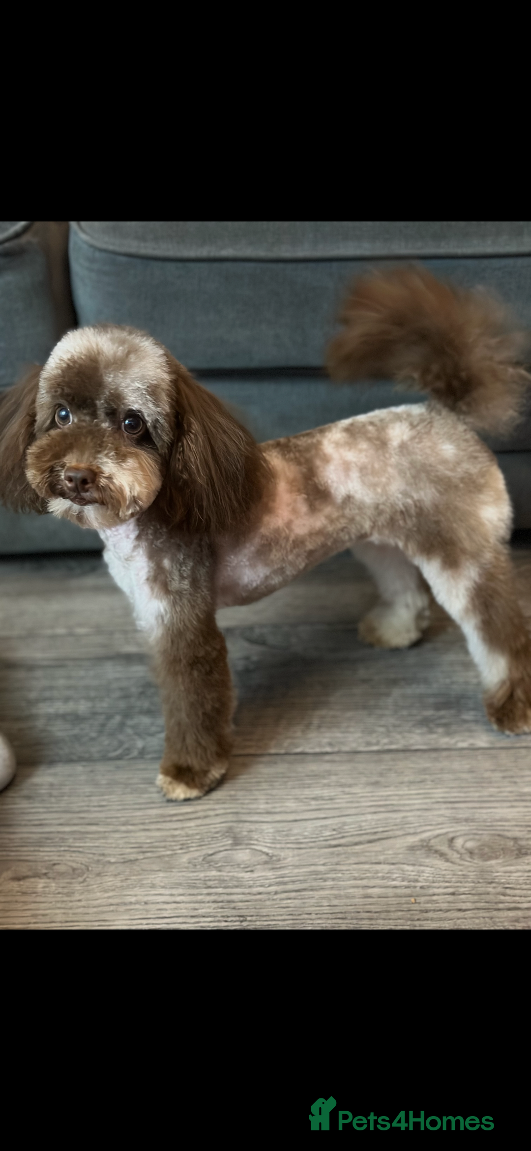 Maltipoo dogs for sale: F1 Toy Maltipoos - Image 40