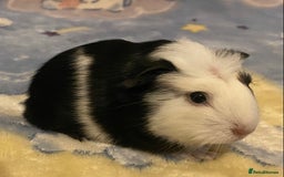 Guinea Pig rodents for sale: Gorgeous baby Guinea pigs in Saint Helens - Image 3