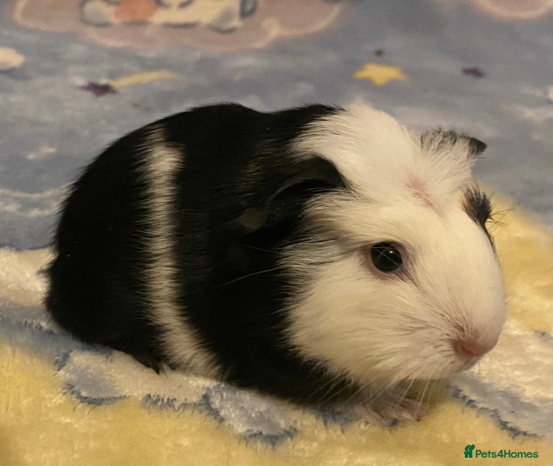 Guinea Pig rodents for sale: Gorgeous baby Guinea pigs in Saint Helens - Image 3