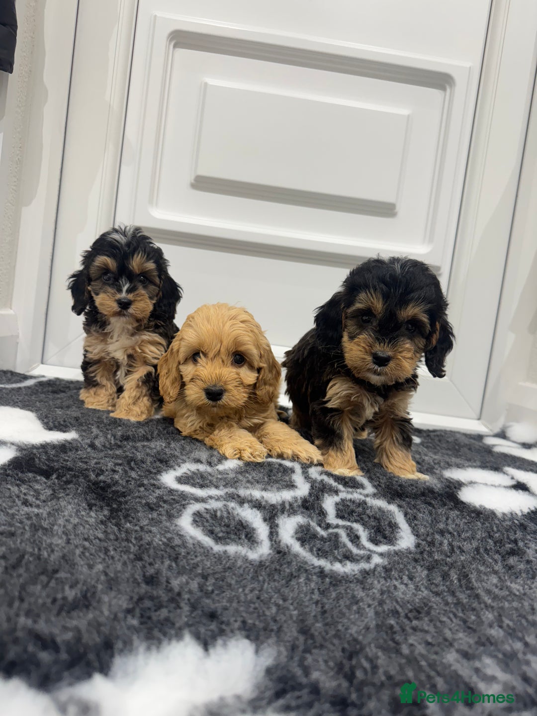 Cockapoo dogs for sale: F1 pra clear Cockapoos(council lincesed breeder) - Advert 6
