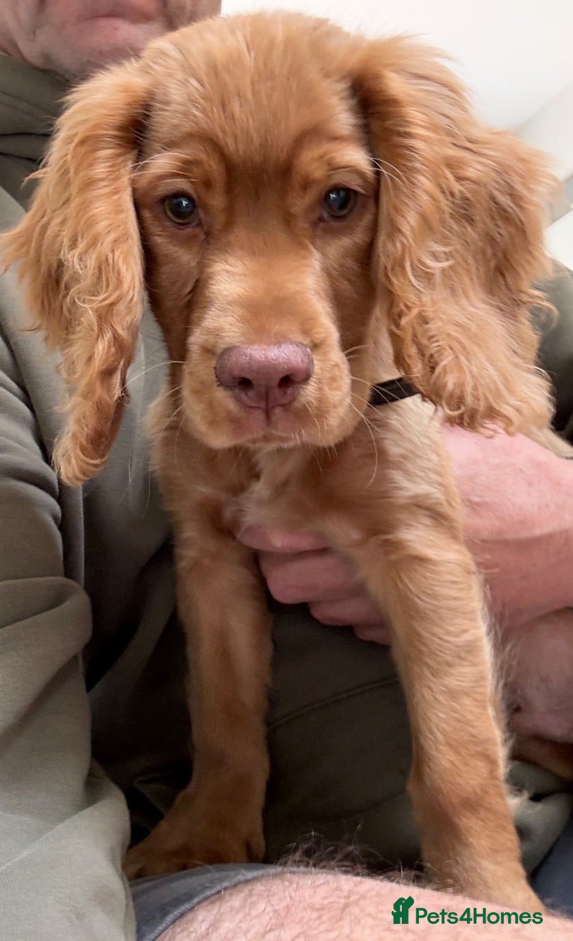Cocker Spaniel dogs Working Cocker Spaniel Pup - Advert 14