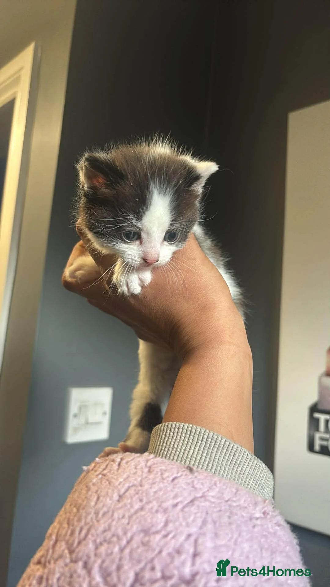 Mixed Breed cats for sale: Kittens female and male  - Advert 2