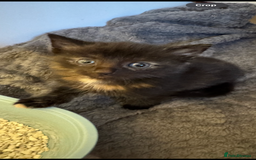 Mixed Breed cats for sale: 3 beautiful Norwegian forest x kittens boy SOLD!! - Image 3