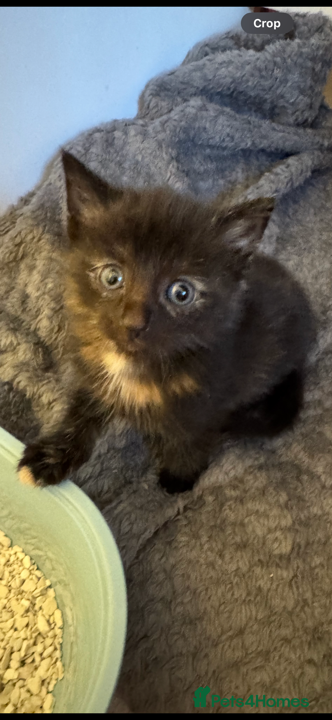Mixed Breed cats for sale: 3 beautiful Norwegian forest x kittens boy SOLD!! - Image 3