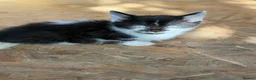 Mixed Breed cats for sale: Little kittens ❤️ - Advert 2