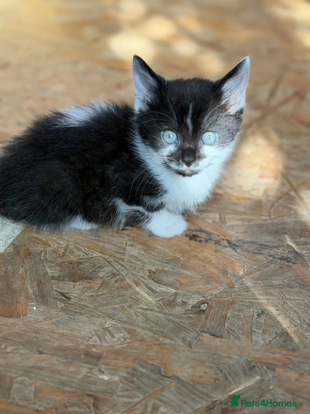 Mixed Breed cats for sale: Little kittens ❤️ - Advert 2