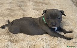 Staffordshire Bull Terrier dogs for sale: beautiful staffy pups for sale - Image 6