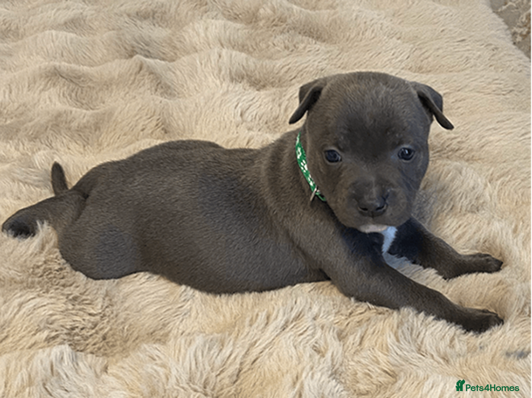 Staffordshire Bull Terrier dogs for sale: beautiful staffy pups for sale - Image 6