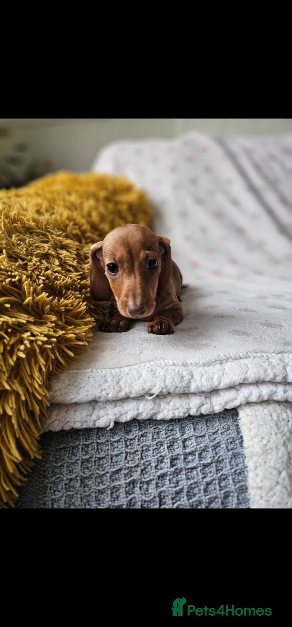 Dachshund dogs Miniature Dachshunds READY TO LEAVE - Advert 2