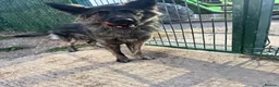 German Shepherd dogs for sale: The perfect premade family Dog - Advert 3