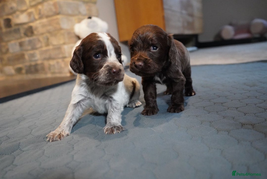 Cocker Spaniel dogs for sale: Chocolate, Blue Roan & Black Cocker Spaniel Babies - Advert 5