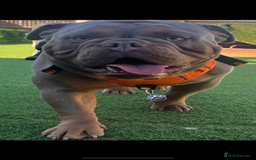 Olde English Bulldogge dogs for stud: STUD DUTIES!! 💥 King Bruno 💥 - Image 5