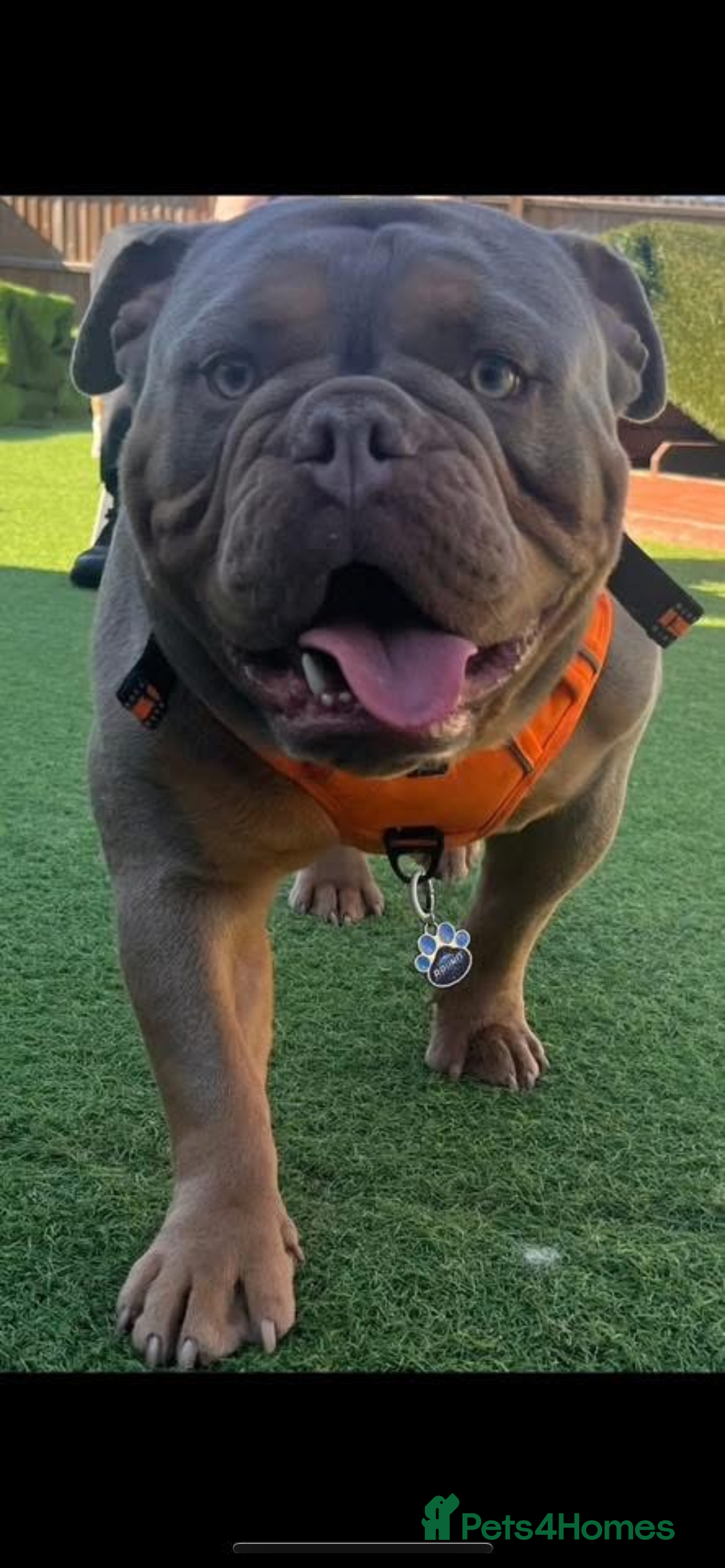 Olde English Bulldogge dogs for stud: STUD DUTIES!! 💥 King Bruno 💥 - Image 5