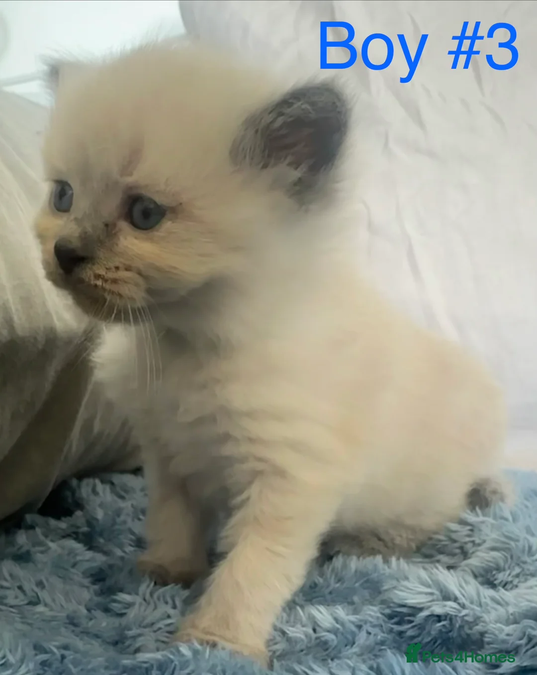 Mixed Breed cats for sale: Stunning ragdoll x BSH kittens - Advert 8