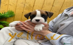 Boxer dogs for sale: Beautiful boxer puppies in Gainsborough  - Image 8