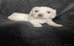 Maltipoo dogs for sale: Amazing Maltipoo puppies  - Image 10