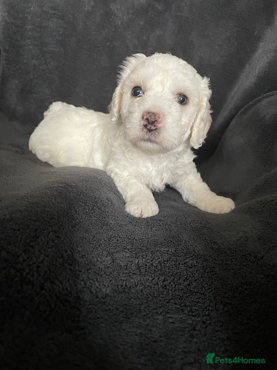 Maltipoo dogs for sale: Amazing Maltipoo puppies  - Image 10