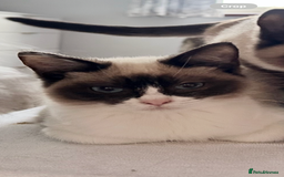 Ragdoll cats for sale: 4 stunning super fluffy 3/4 ragdoll kittens  - Advert 7