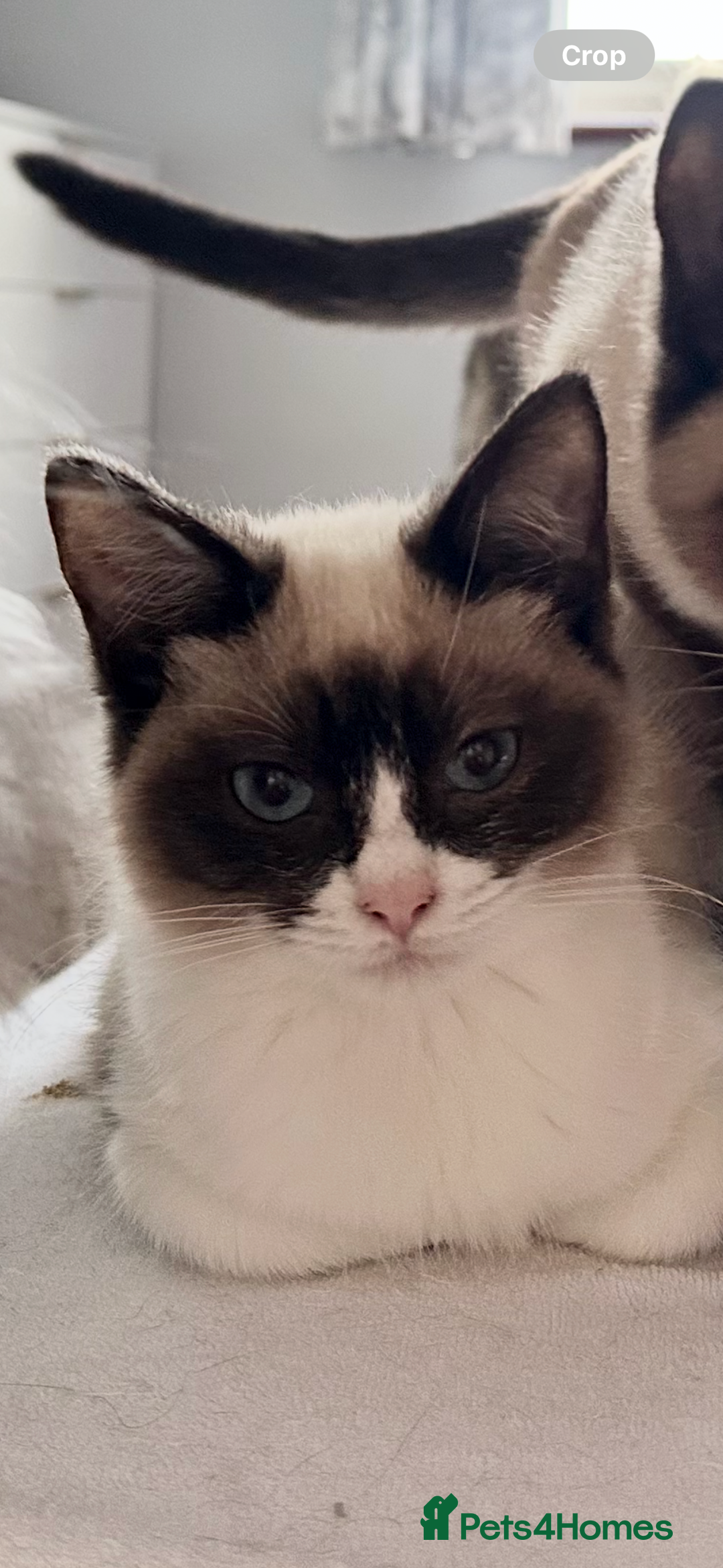 Ragdoll cats for sale: 4 stunning super fluffy 3/4 ragdoll kittens  - Advert 7