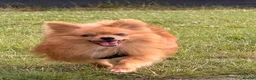 Pomeranian dogs for stud: Meet Goofy ❤️ in Warrington - Advert 2