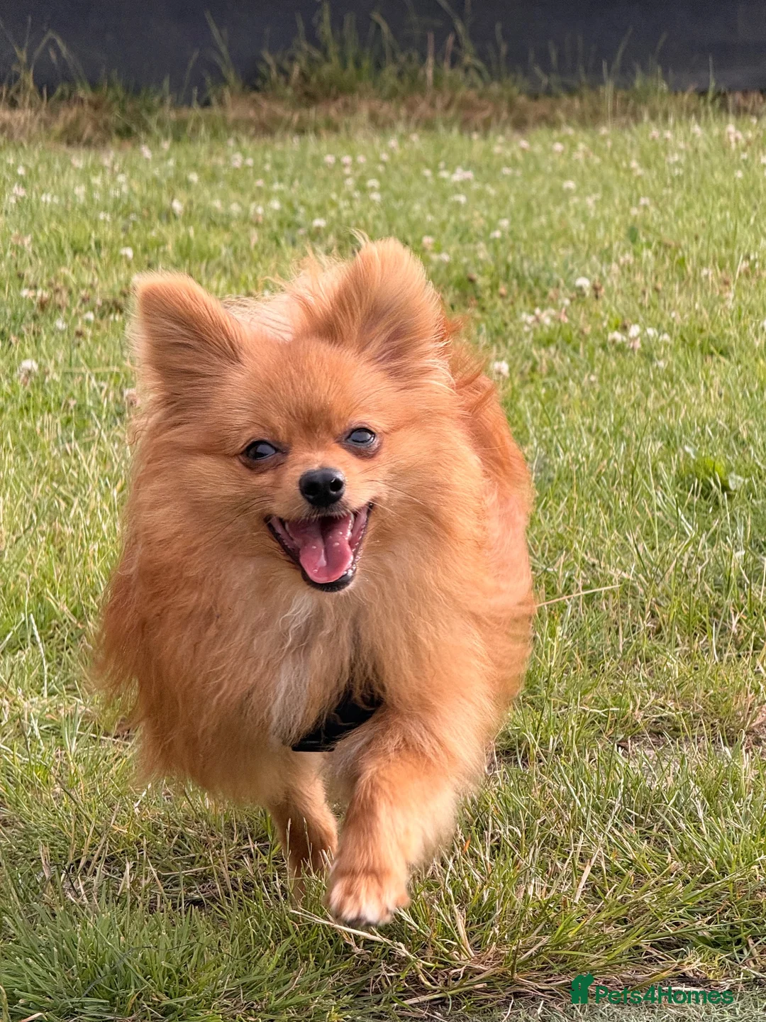 Pomeranian dogs for stud: Meet Goofy ❤️ in Warrington - Advert 2